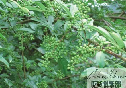 Pengxi green Sichuan Pepper