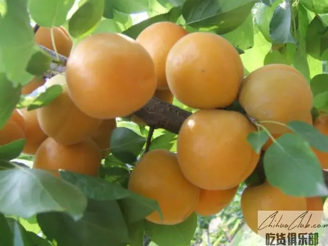 清徐沙金红杏