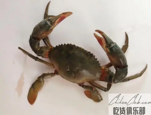 钦州青蟹