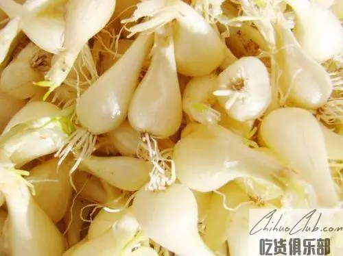 Shuan Chinese onion