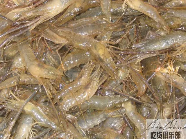陶辛青虾