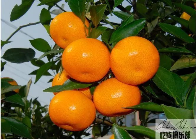 Wudang Tangerine