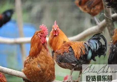 Xiangcheng Tibetan chicken