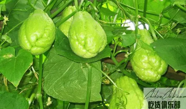 Xinfeng Chayote