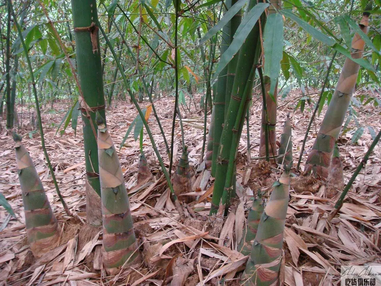Xiniu Bamboo Shoots