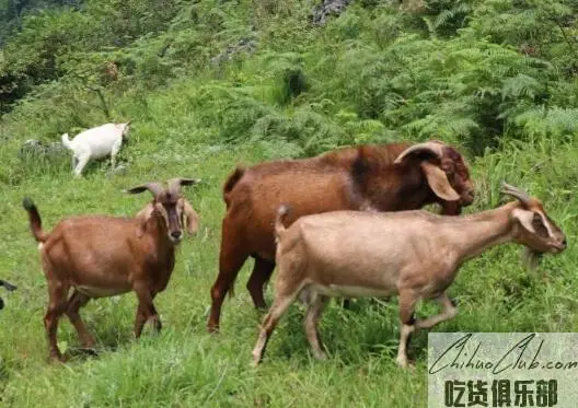 Xishui Ma Sheep