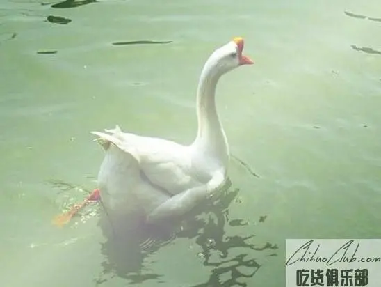 Xizhi Goose