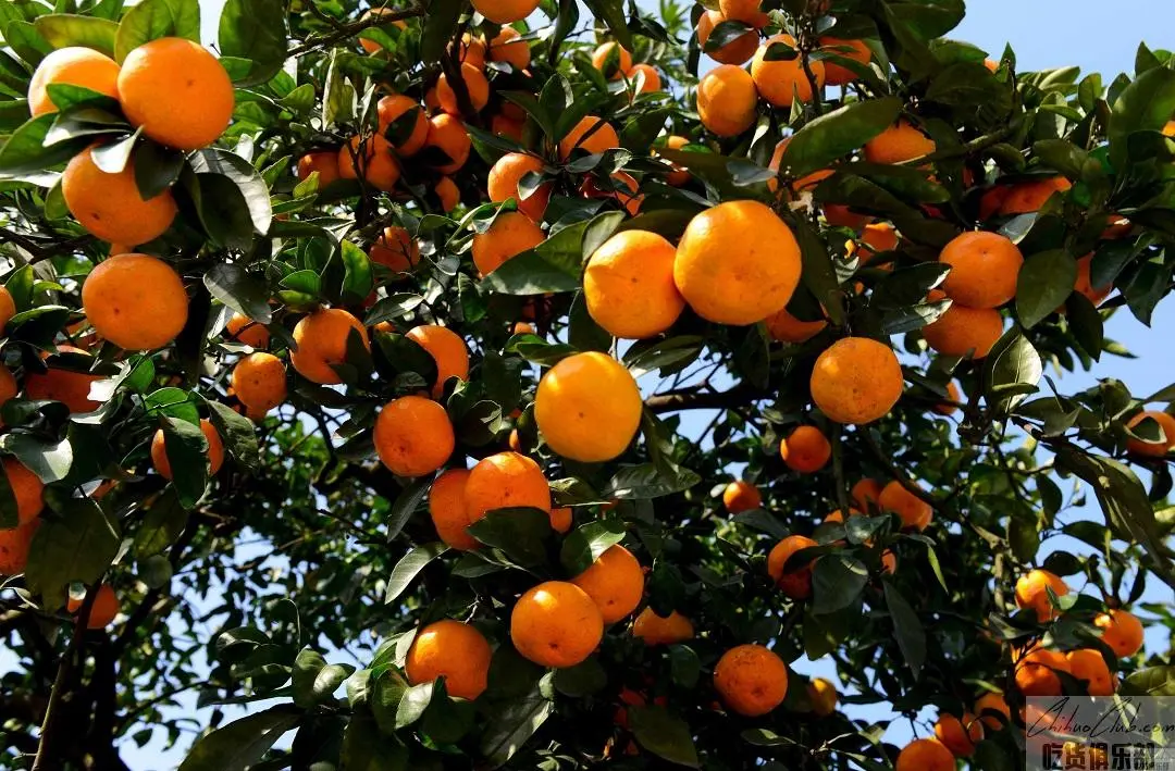 Xuefeng tangerine