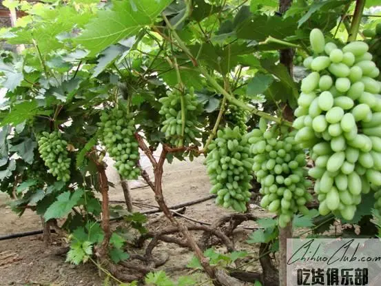 Yongle grape