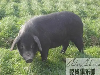 Yunyang Black Pig